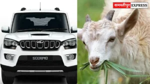 Samastipur News: समस्तीपुर में देर रात स्कॉर्पियो सवार बदमाशों ने चुराई आधे दर्जन से ज्यादा बकरियां