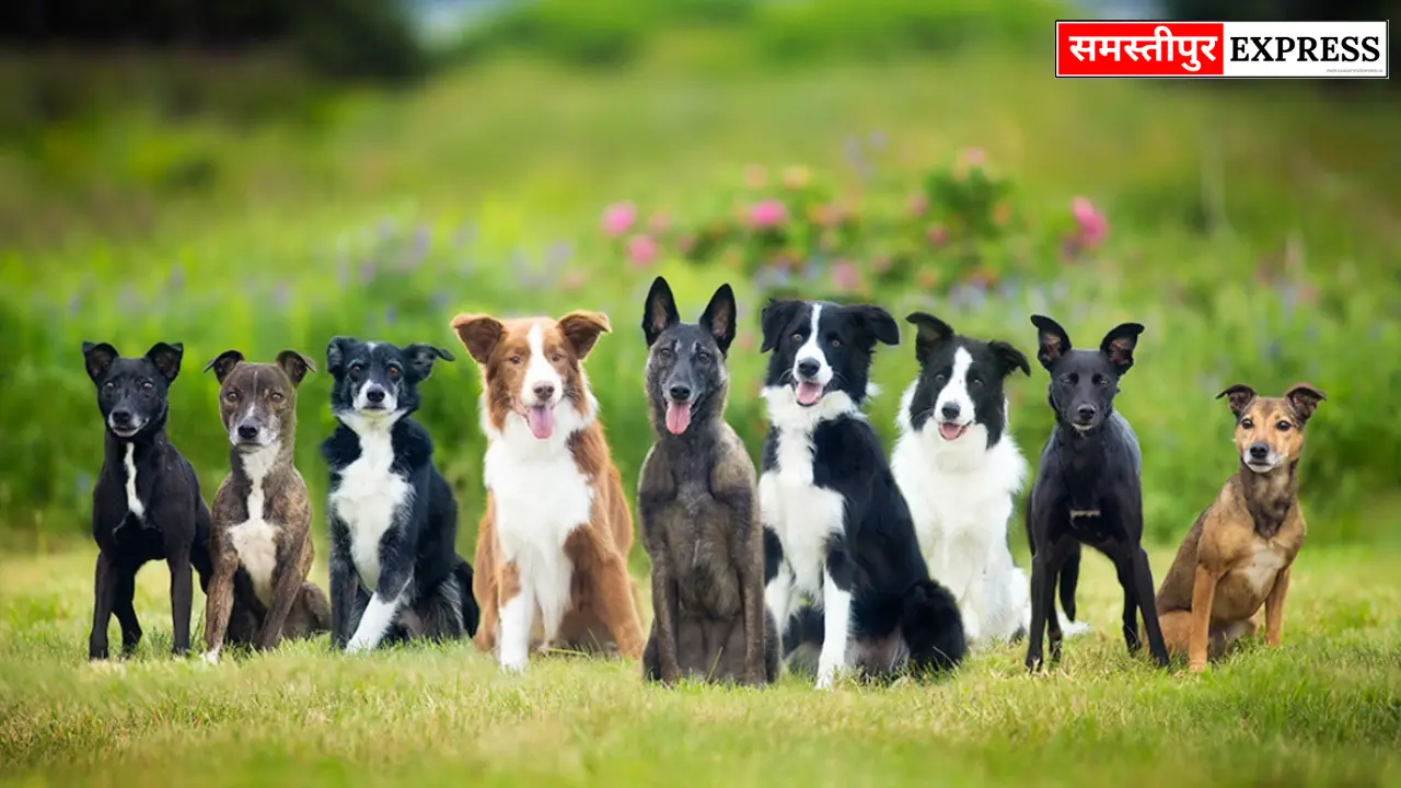 Samastipur News: मोरवा में आवारा कुत्तों का हमला: एक हफ्ते में 13 लोग घायल, अस्पताल में एंटी रेबीज वैक्सीन उपलब्ध