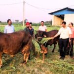 समस्तीपुर न्यूज़: पूसा यूनिवर्सिटी की बड़ी उपलब्धि, IVF से जन्मी साहीवाल बछिया | Samastipur News