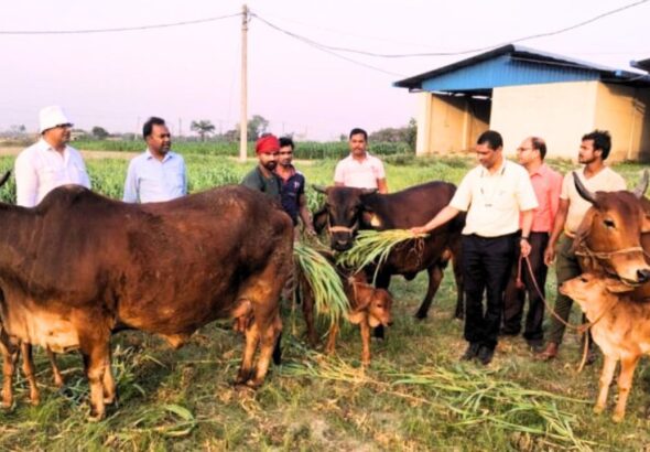समस्तीपुर न्यूज़: पूसा यूनिवर्सिटी की बड़ी उपलब्धि, IVF से जन्मी साहीवाल बछिया | Samastipur News