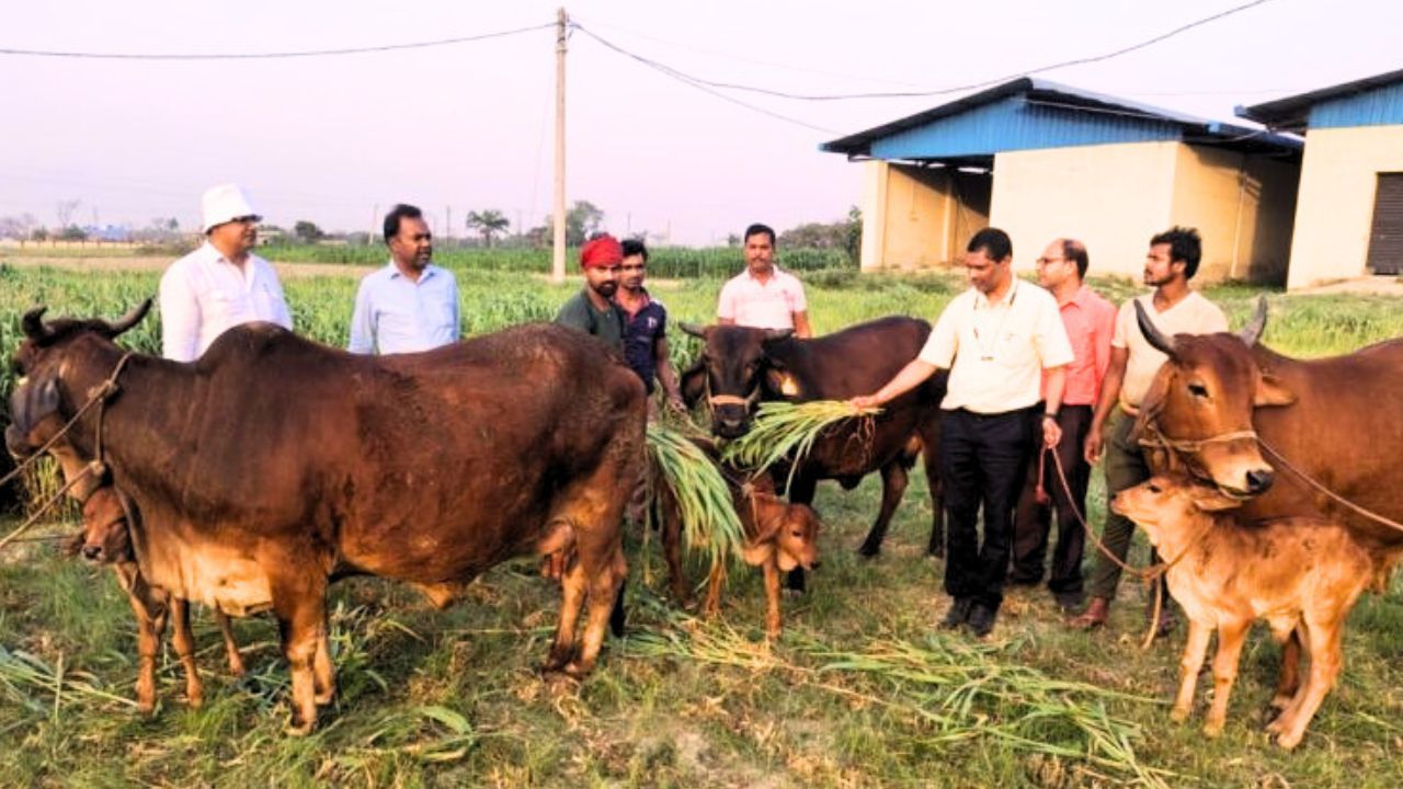 समस्तीपुर न्यूज़: पूसा यूनिवर्सिटी की बड़ी उपलब्धि, IVF से जन्मी साहीवाल बछिया | Samastipur News